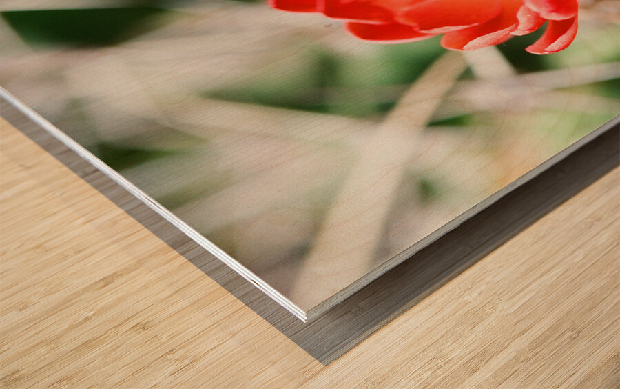 Red Cacti 3 Wood print