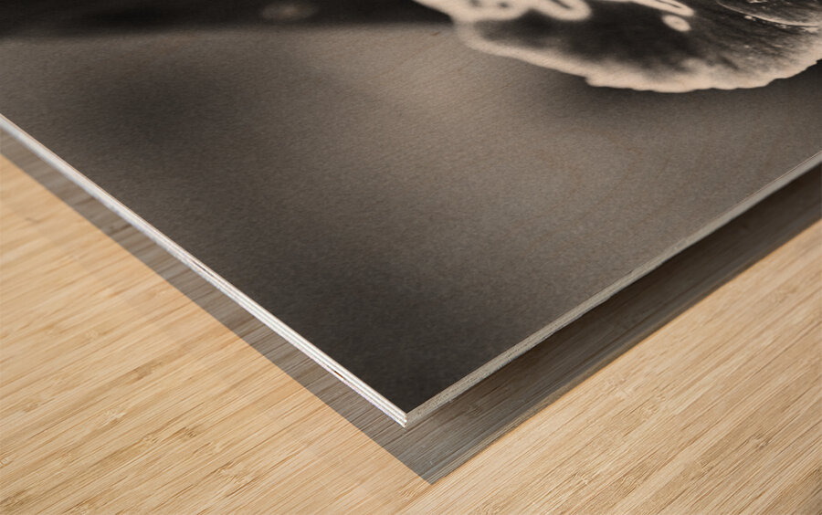 Black and White Orchid Series 21 Wood print