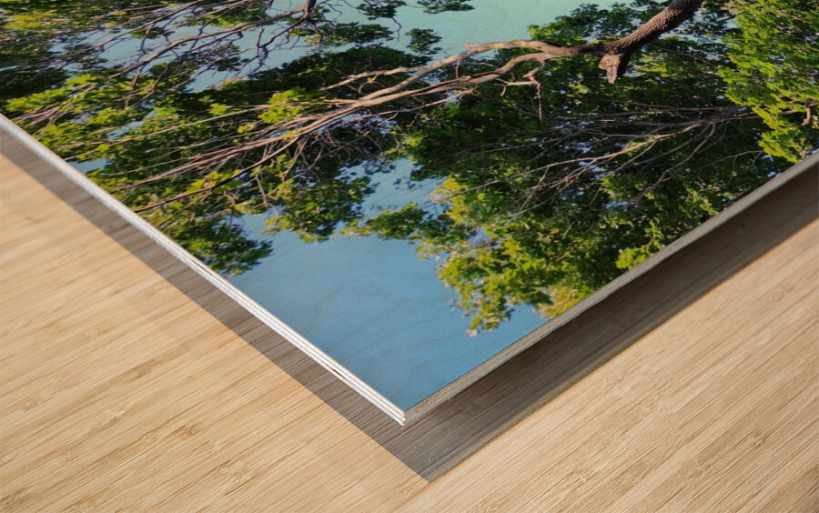 Forest Through The Trees Wood print