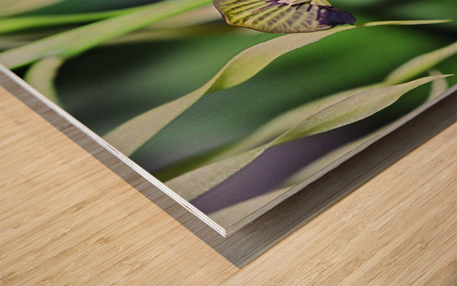 Dancing Orchid Wood print