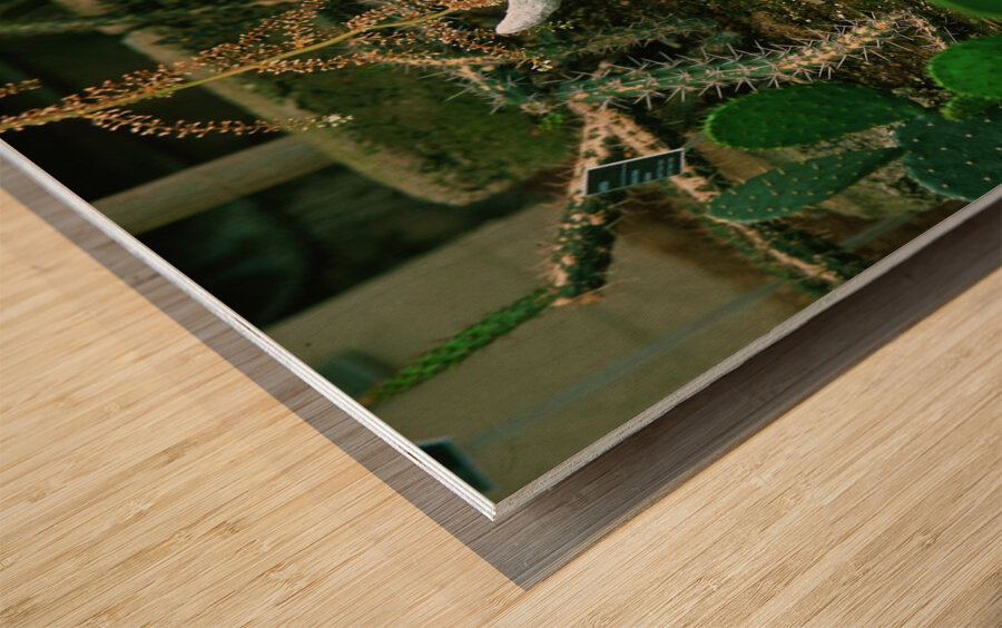 If Skeltons Could Talk Wood print