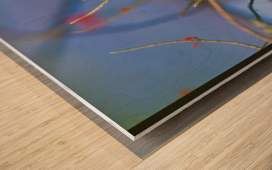 Butterfly Hanging Out Wood print