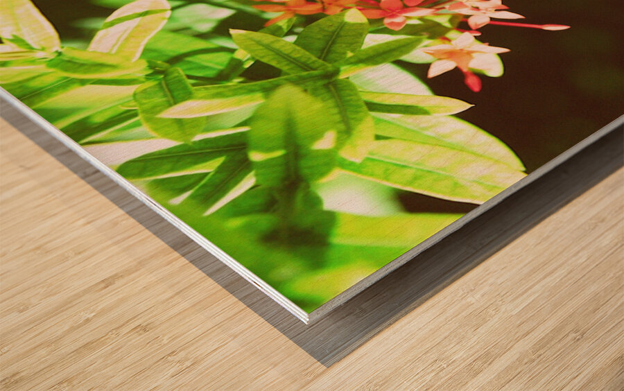 Black butterfly amongst the flowers Wood print