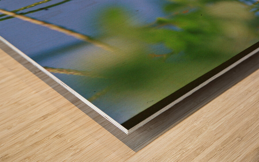 Orange Butterfly Having A Rest Wood print