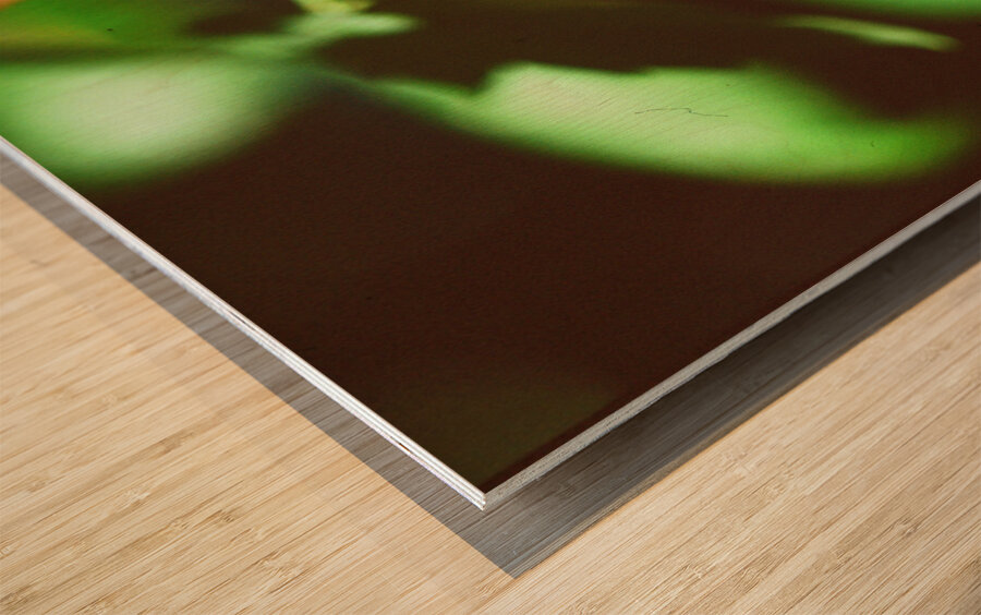 Butterfly with captured beetle Wood print