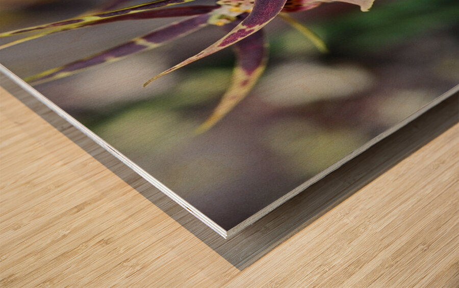 Striped Orchids Wood print