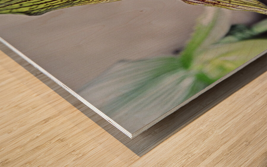Green Striped Orchid Wood print