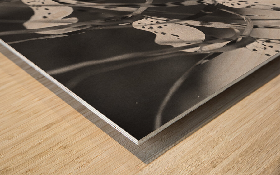 Black and White Floral Series 3 Wood print