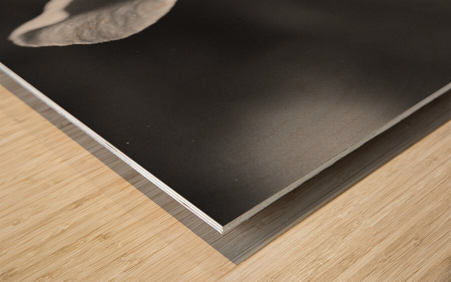 Black and White Orchid Series 2 Wood print