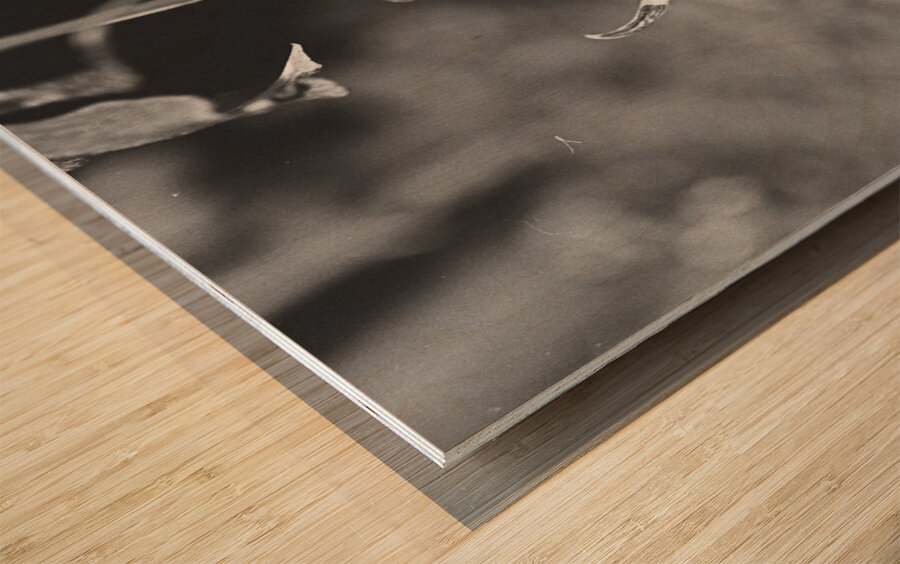 Black and White Orchid Series 1 Wood print