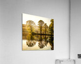 Reflection Of Trees In A Lake Acrylic Print