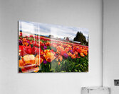 Field of Glory  Acrylic Print