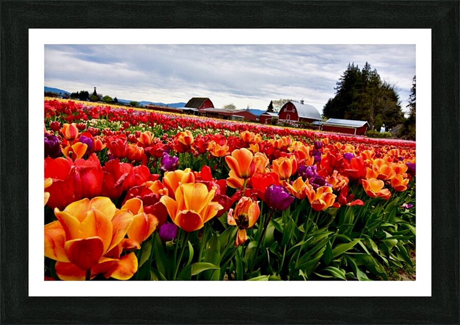 Field of Glory  Picture Frame print
