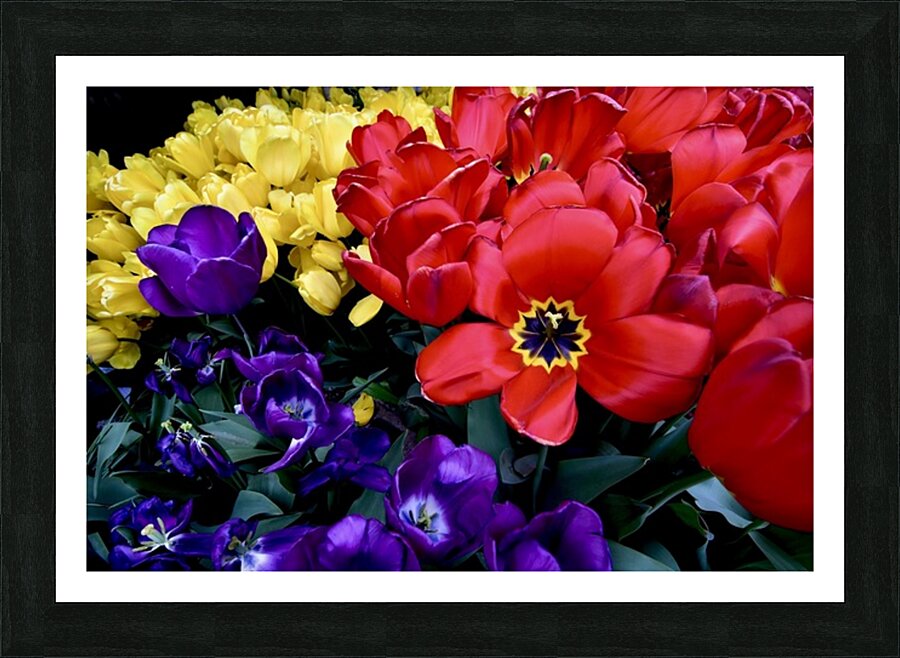 Black Eye Picture Frame print