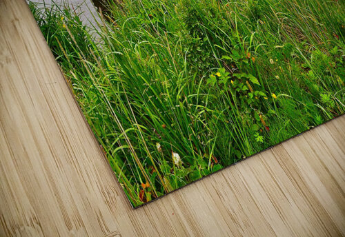 Nirvana Limone Photography puzzle