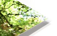 Nature Walk HD Metal print