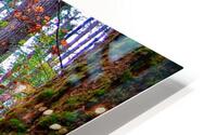 Fall Forest Pathway HD Metal print