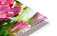 Sunshine Tulips HD Metal print