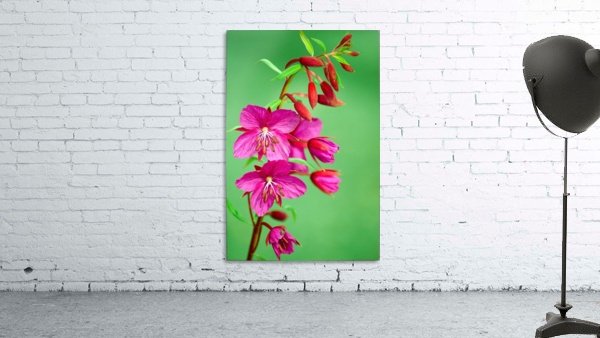 Wild Flowers Wall Preview