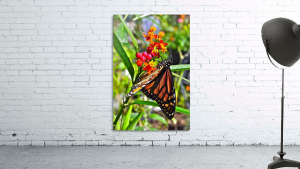 Monarch Butterfly Wall Preview