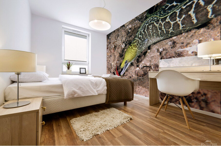Undulated Moray Eel  Mural print