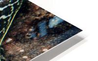 Undulated Moray Eel  HD Metal print