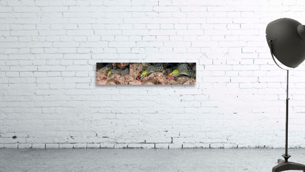 Undulated Moray Eel  Wall Preview