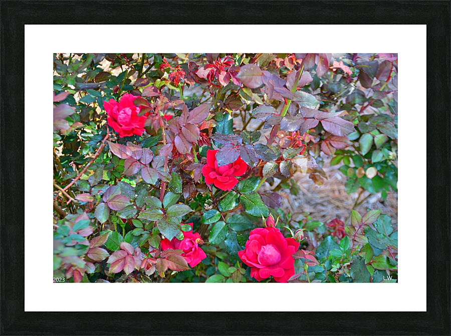  Rose Bush Picture Frame print