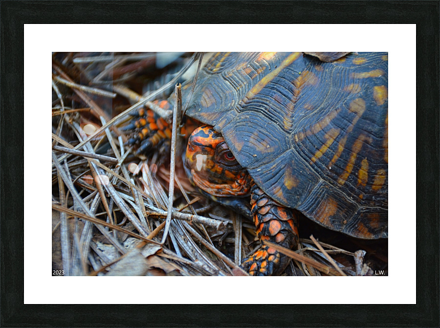  Box Turtle Picture Frame print