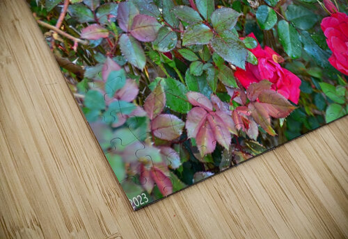  Rose Bush Lisa Wooten Photography puzzle