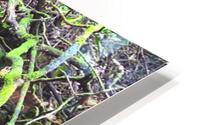  Mossy Nature HD Metal print
