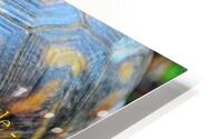  At Ease In Your Own Shell HD Metal print