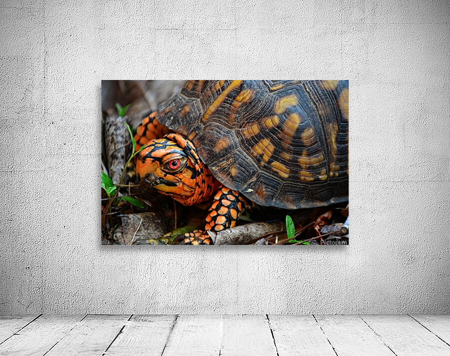  Box Turtle Close Up Wall Preview
