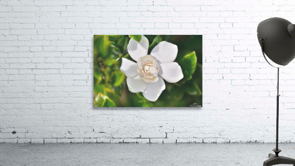 Gardenia Bloom Wall Preview