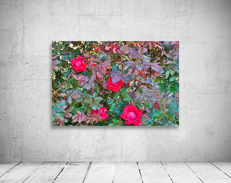  Rose Bush Wall Preview