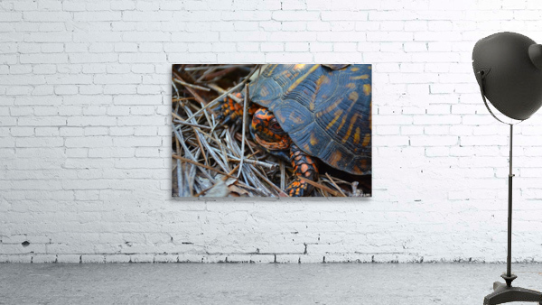  Box Turtle Wall Preview