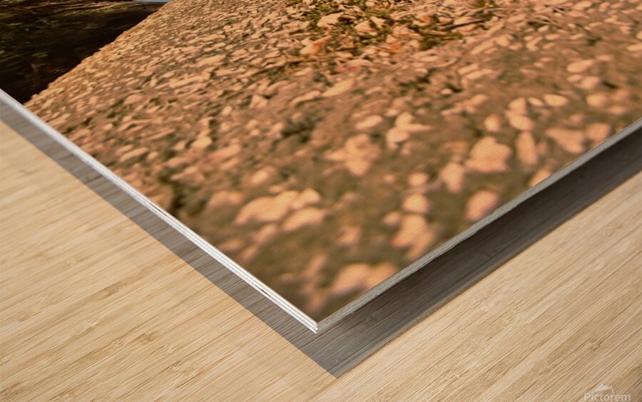 Fort Frederick Port Royal South Carolina Wall Wood print