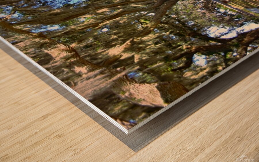 The Oaks At Fort Prince Frederick Port Royal South Carolina  Wood print