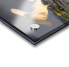 Dance of the Heron Acrylic print