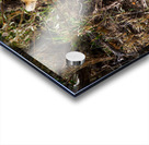 cheetah Africa Acrylic print