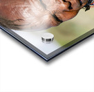 Lines of Strength Acrylic print