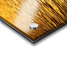 Golden Dawn Acrylic print