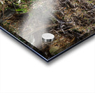 Silent Hunter Acrylic print