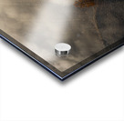 The Lonely Tree Acrylic print