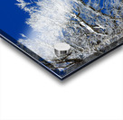 Winter’s Embrace Acrylic print