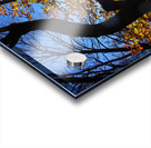 Through the Leaves Acrylic print