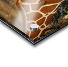 Symphony of Survival Impression Acrylique