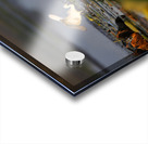 White Egret Acrylic print