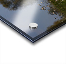 Whispers of the Marsh Acrylic print