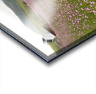 Valley of Blossoms Acrylic print